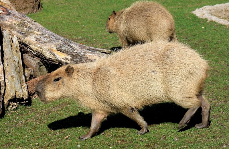 Kapibara - największy  gryzoń