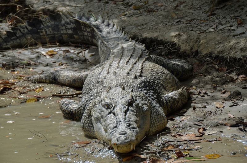 Krokodyl różańcowy - największy gad