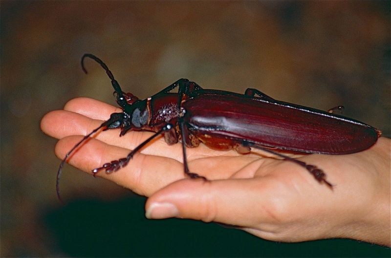 Chrząszcz tytanowy - największy owad